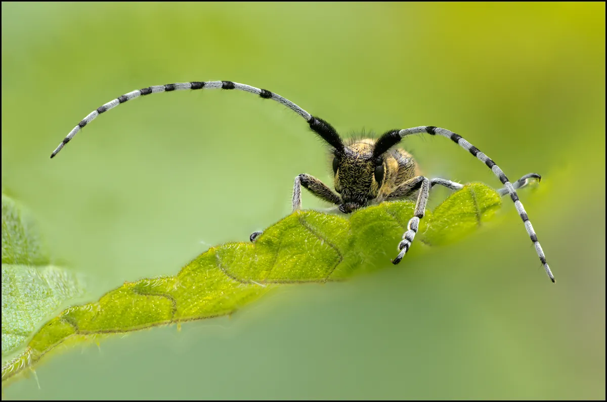 Longhorn Beetle 6