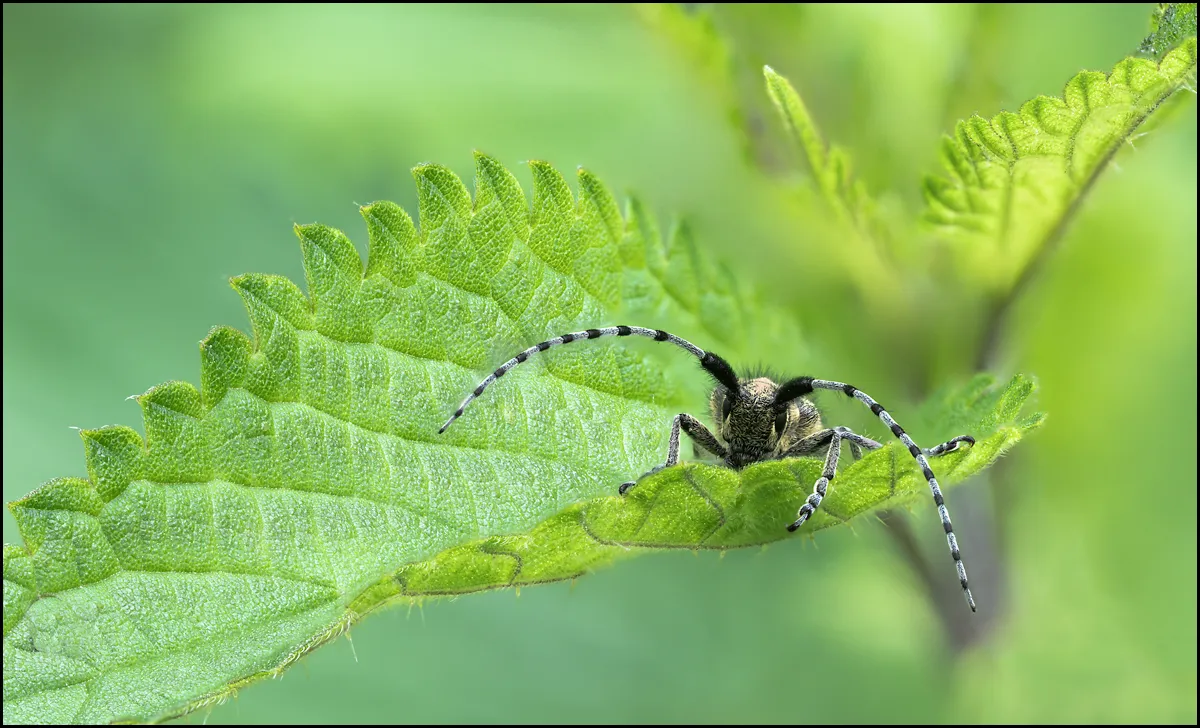 Longhorn Beetle 8