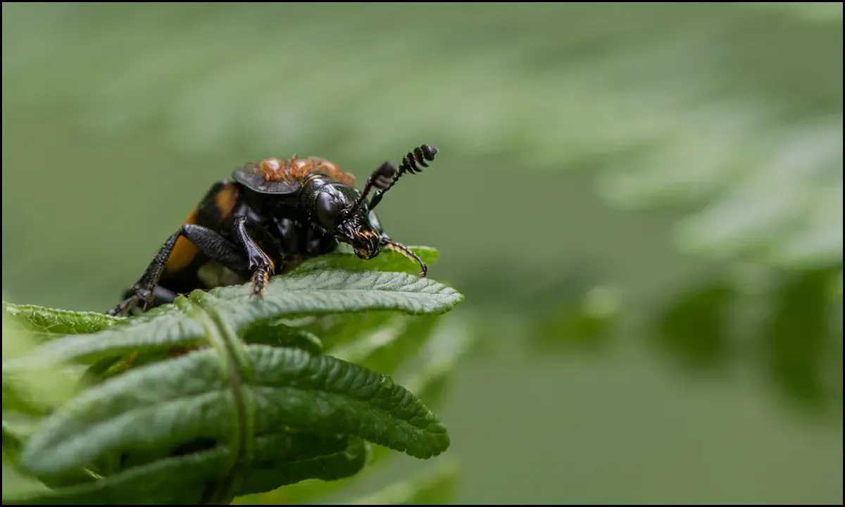 Soldier Beetles 2