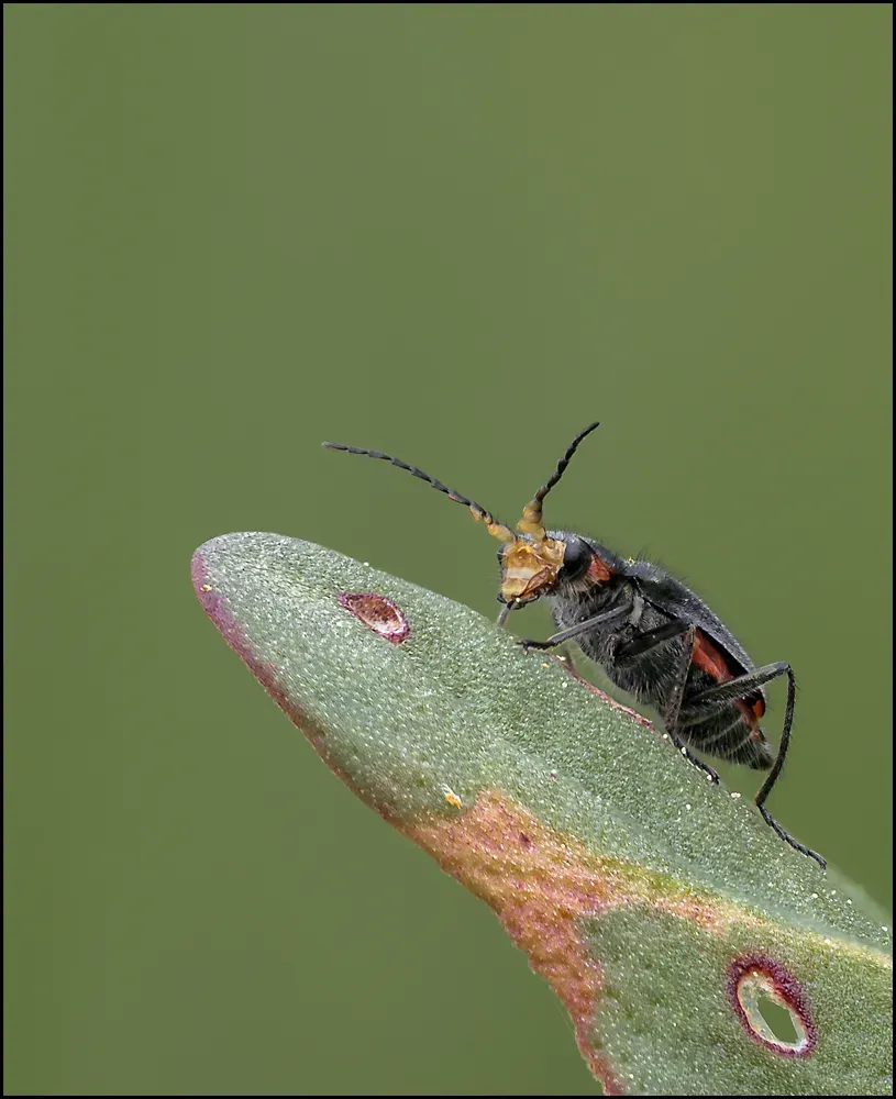 Soldier Beetles 3