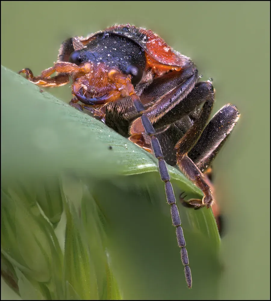 Soldier Beetles 8
