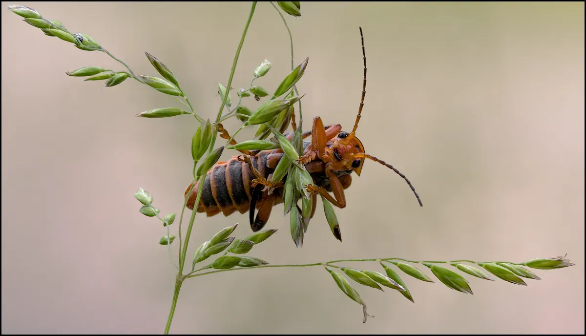Soldier Beetles 9