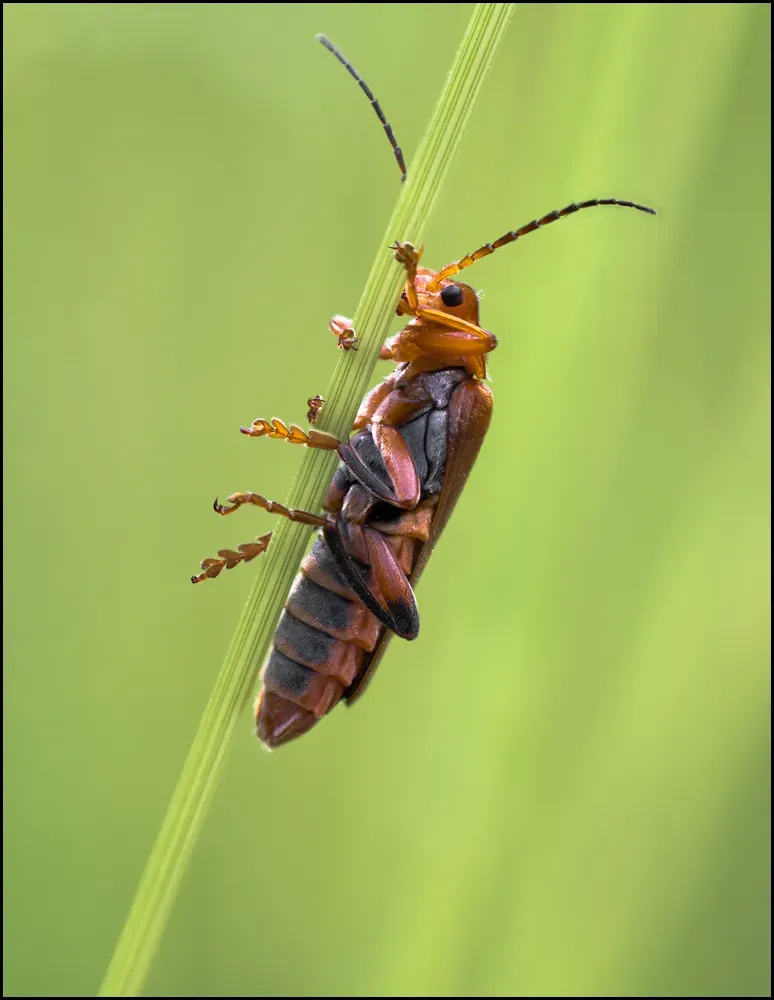 Soldier Beetles 10