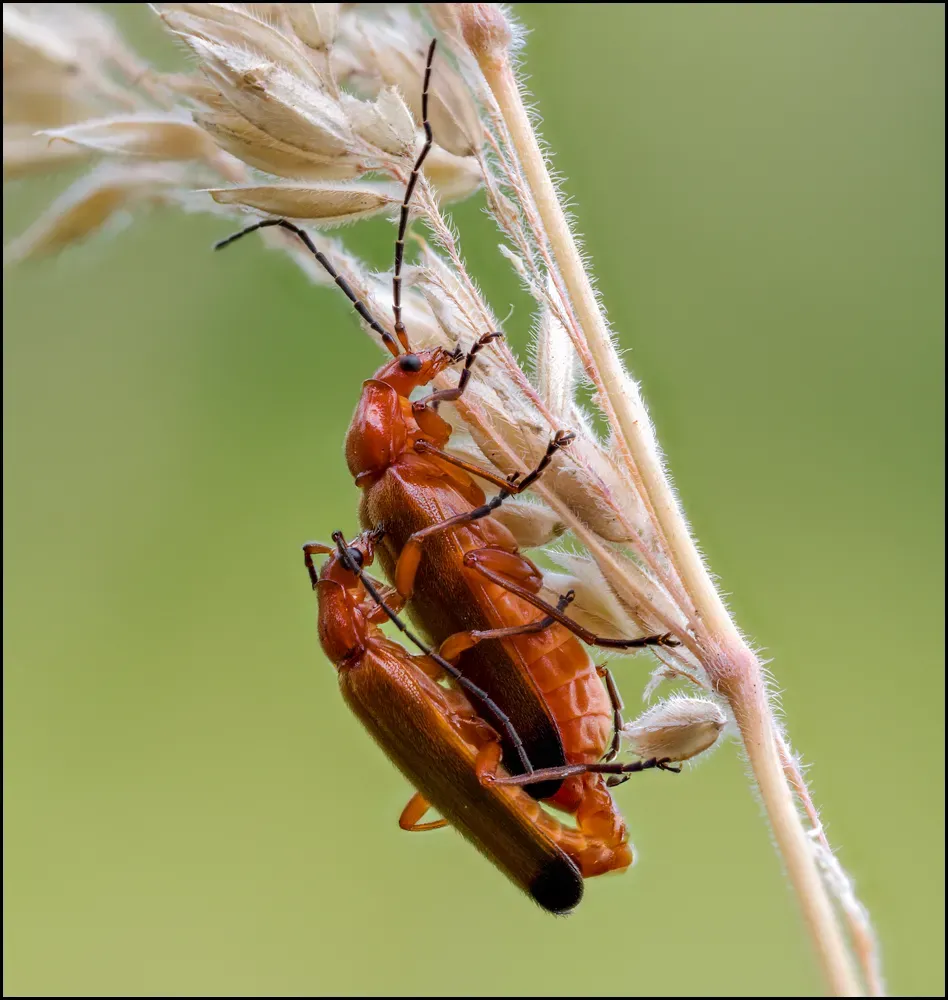 Soldier Beetles 12