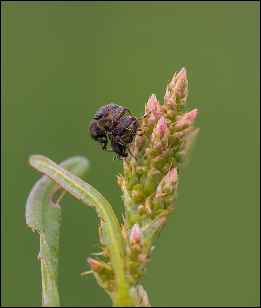 Weevil 10