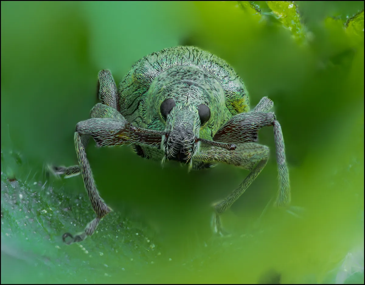 Weevil 11