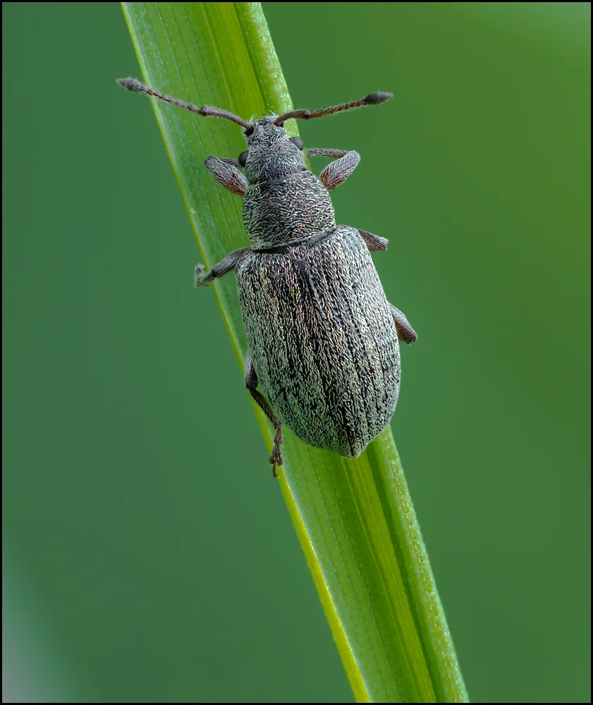 Weevil 14