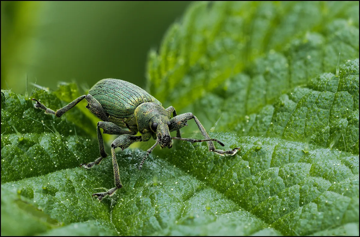 Weevil 15