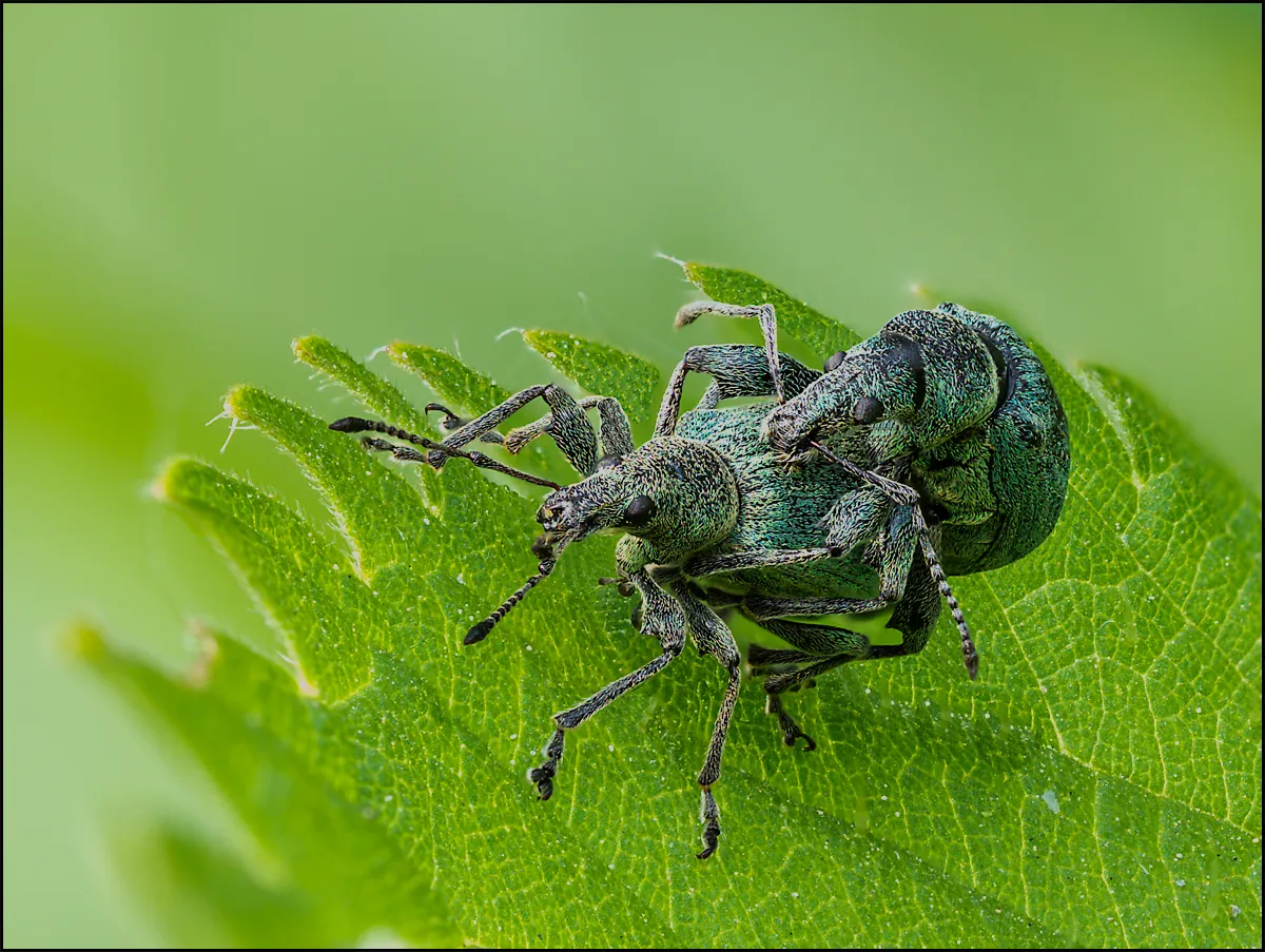 Weevil 16