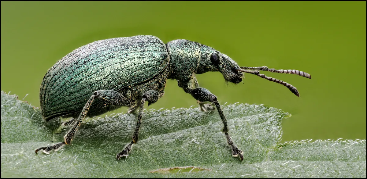 Weevil 17