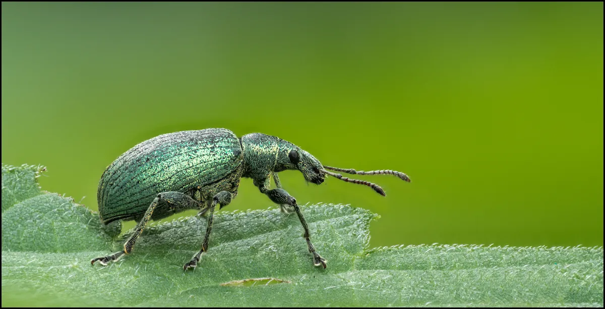 Weevil 18