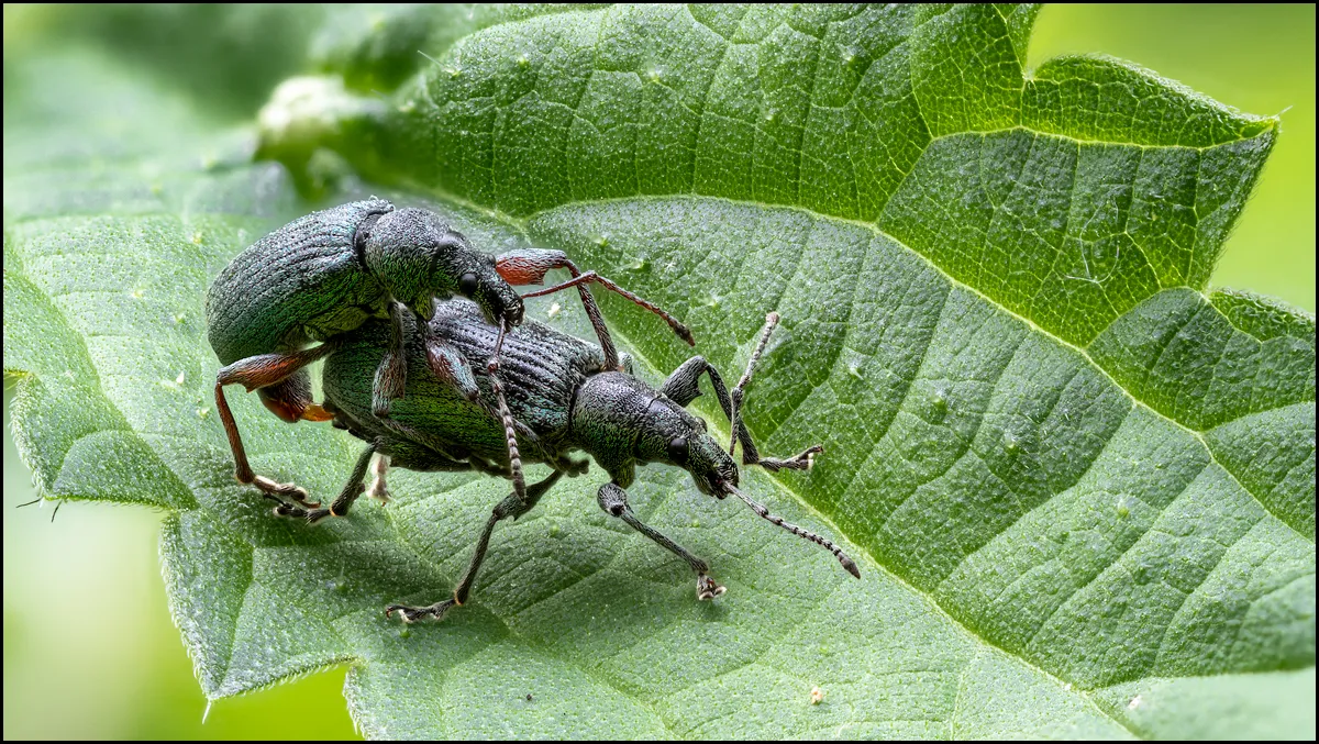 Weevil 19