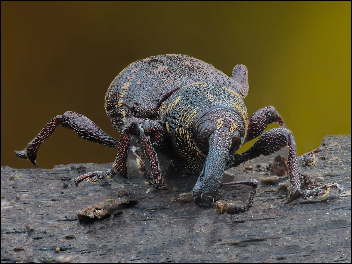 Weevil 21
