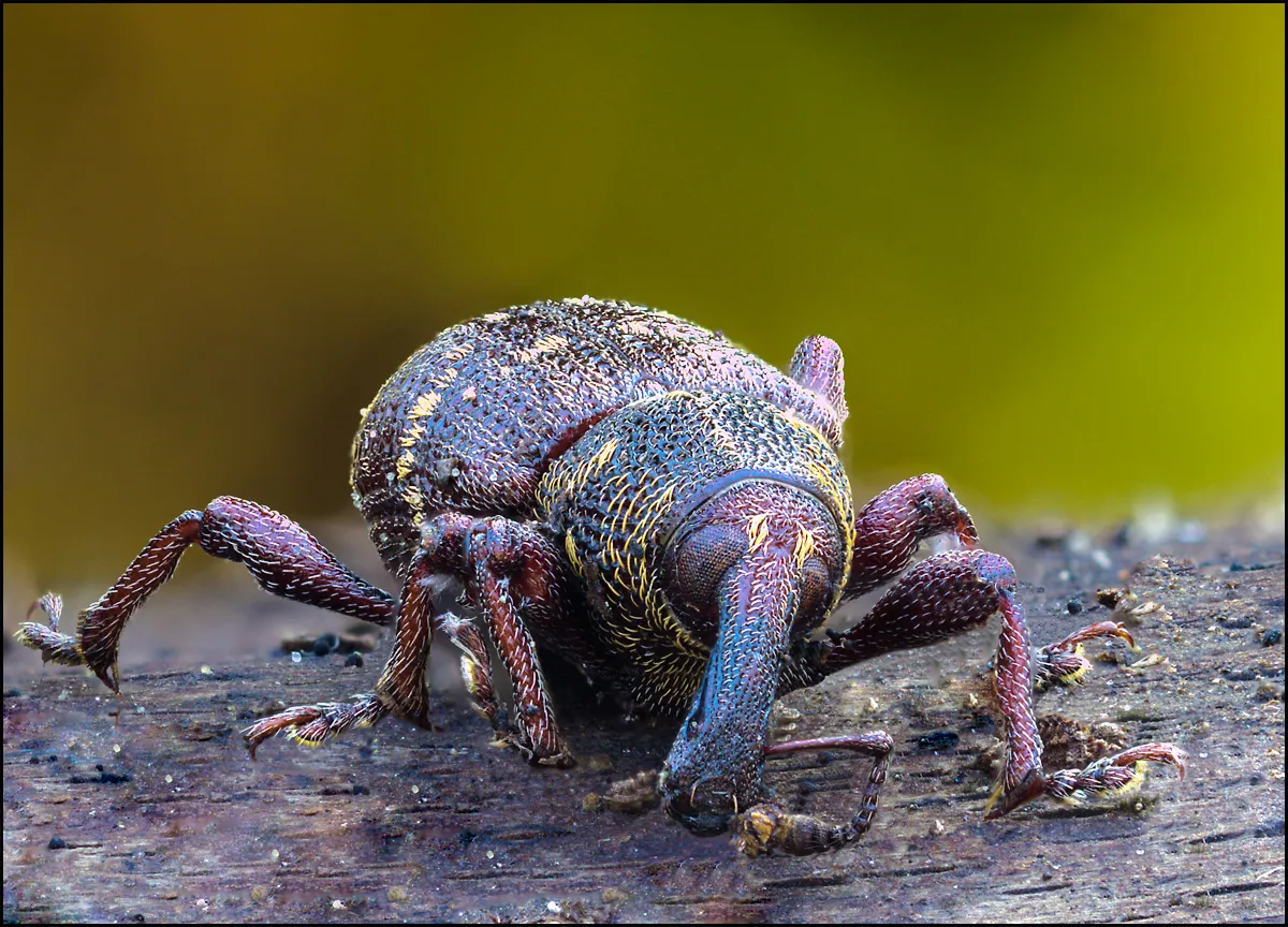 Weevil 22