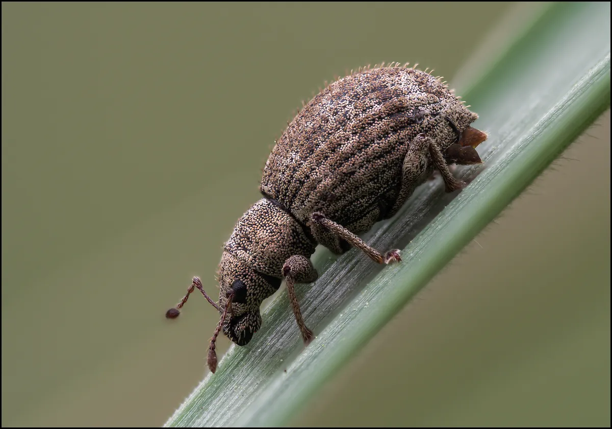 Weevil 23