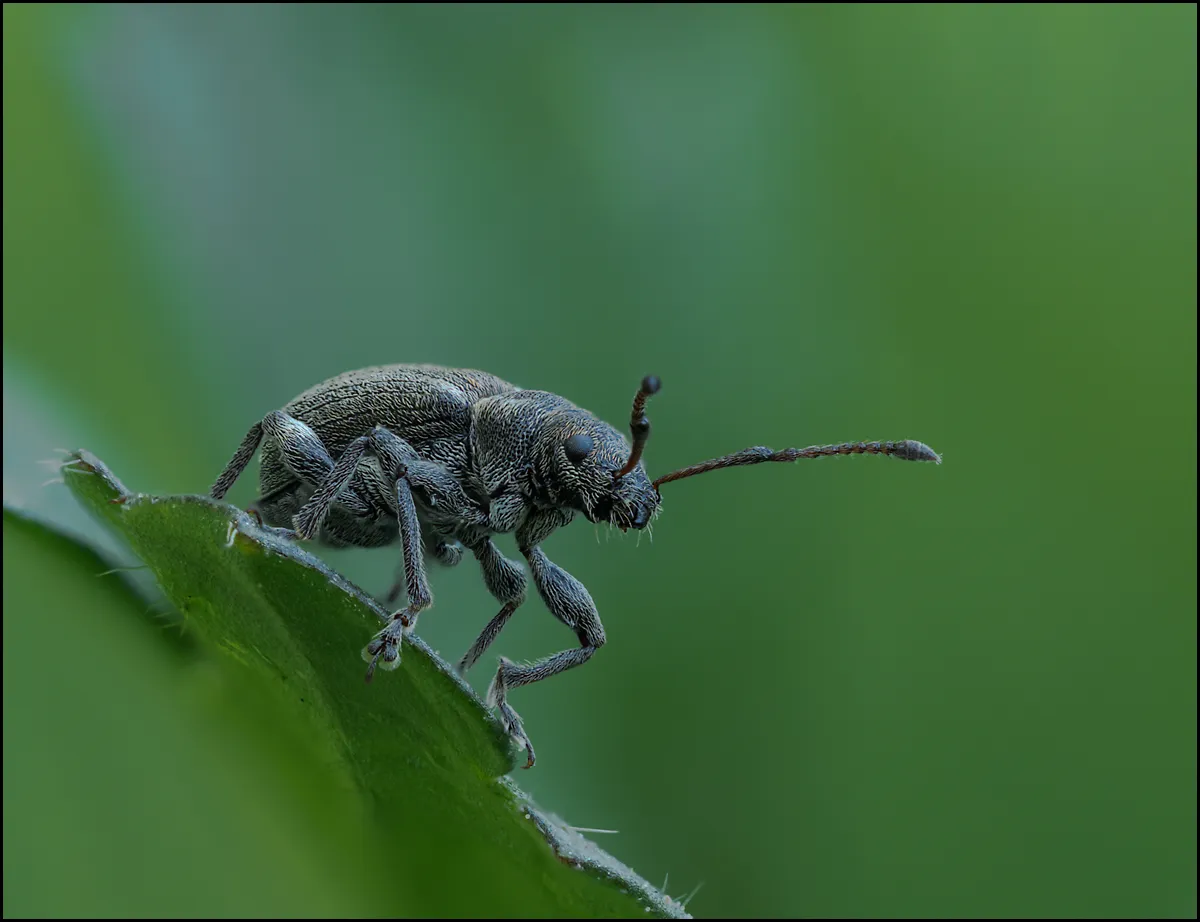 Weevil 24