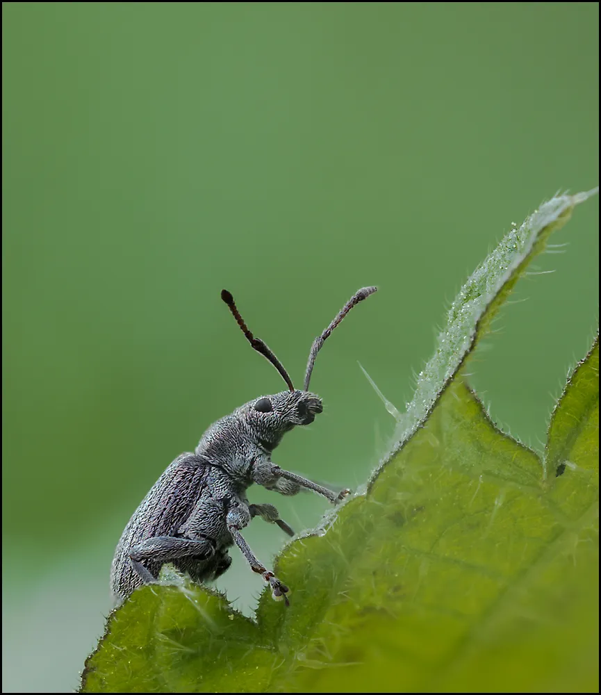 Weevil 26