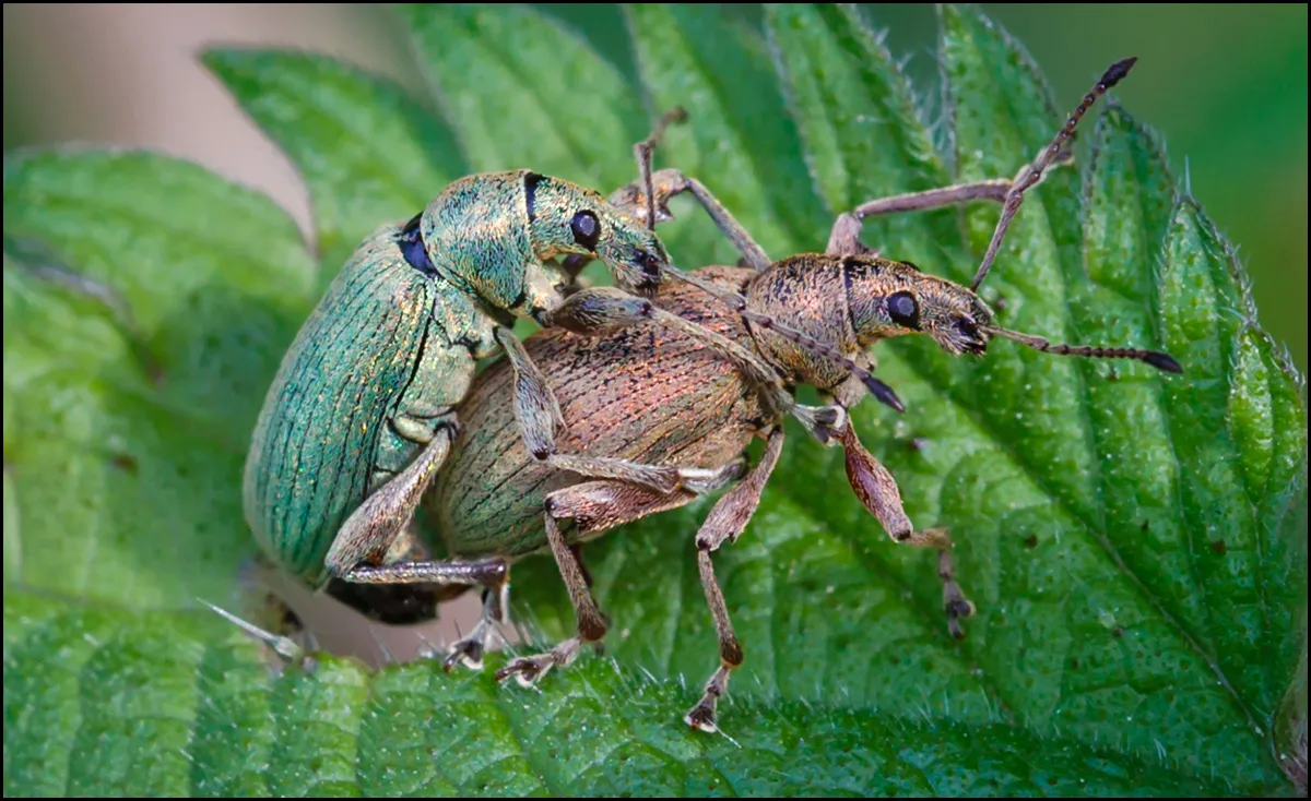 Weevil 3