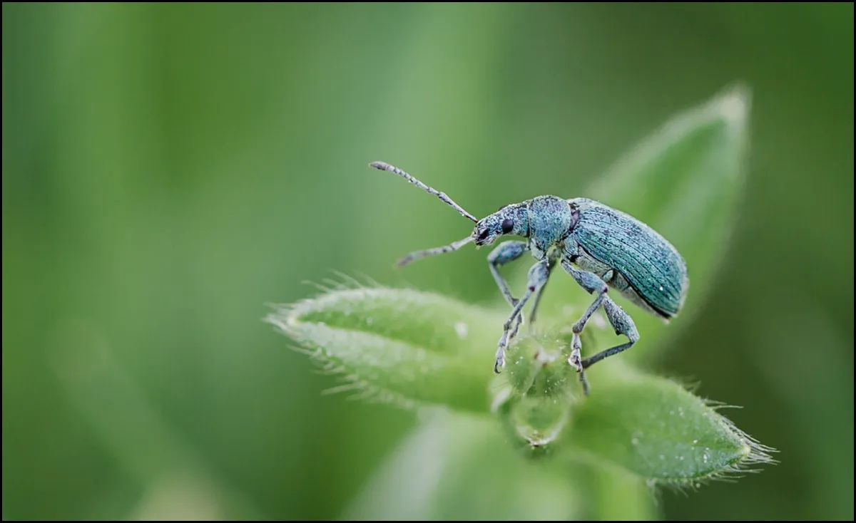 Weevil 4