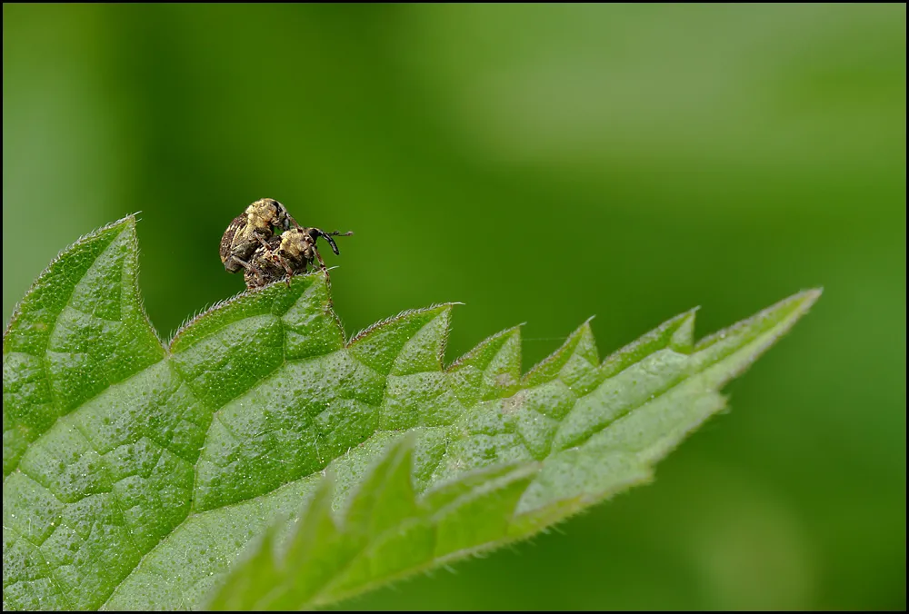 Weevil 5