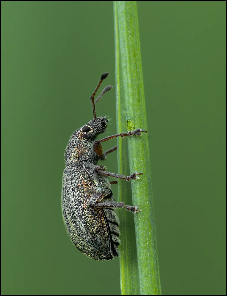 Weevil 8