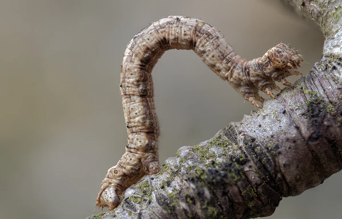 Caterpillars 16