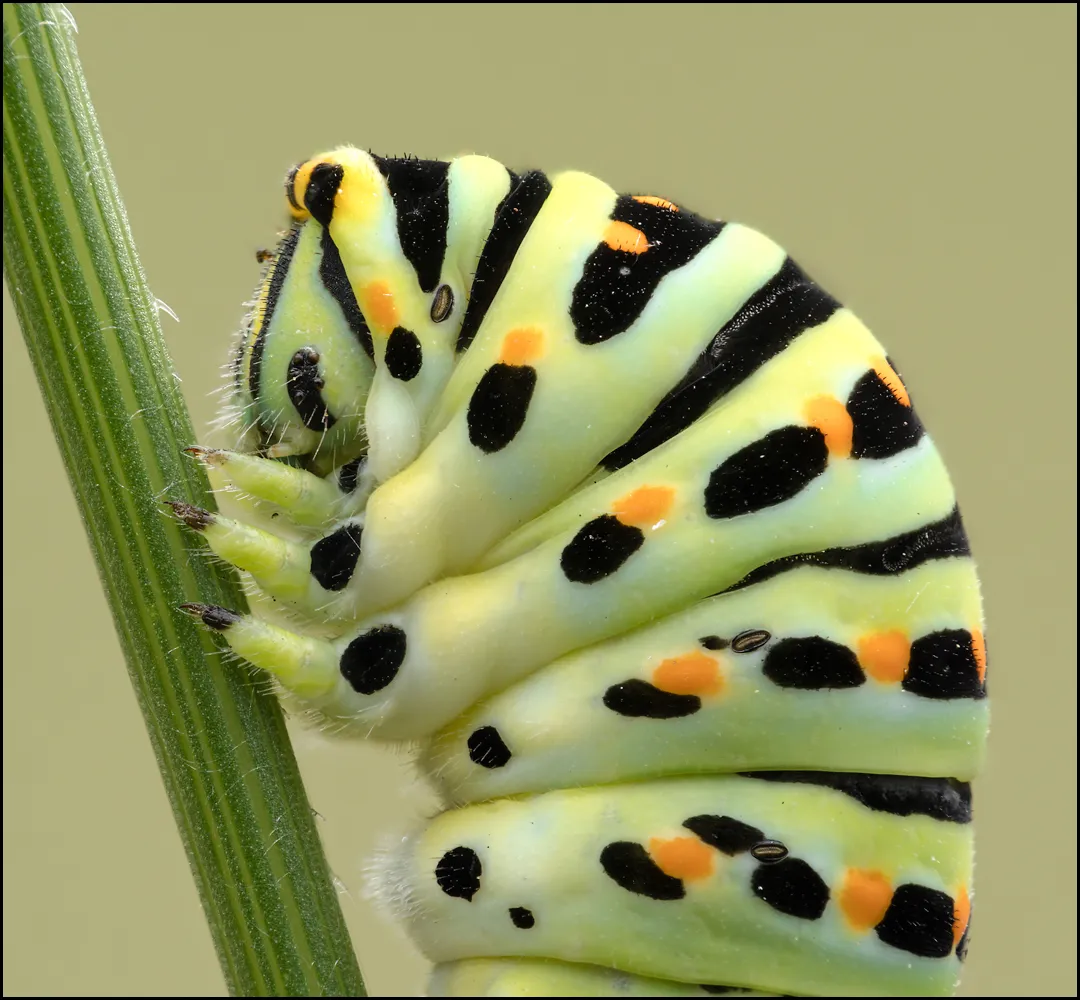 Caterpillars 21