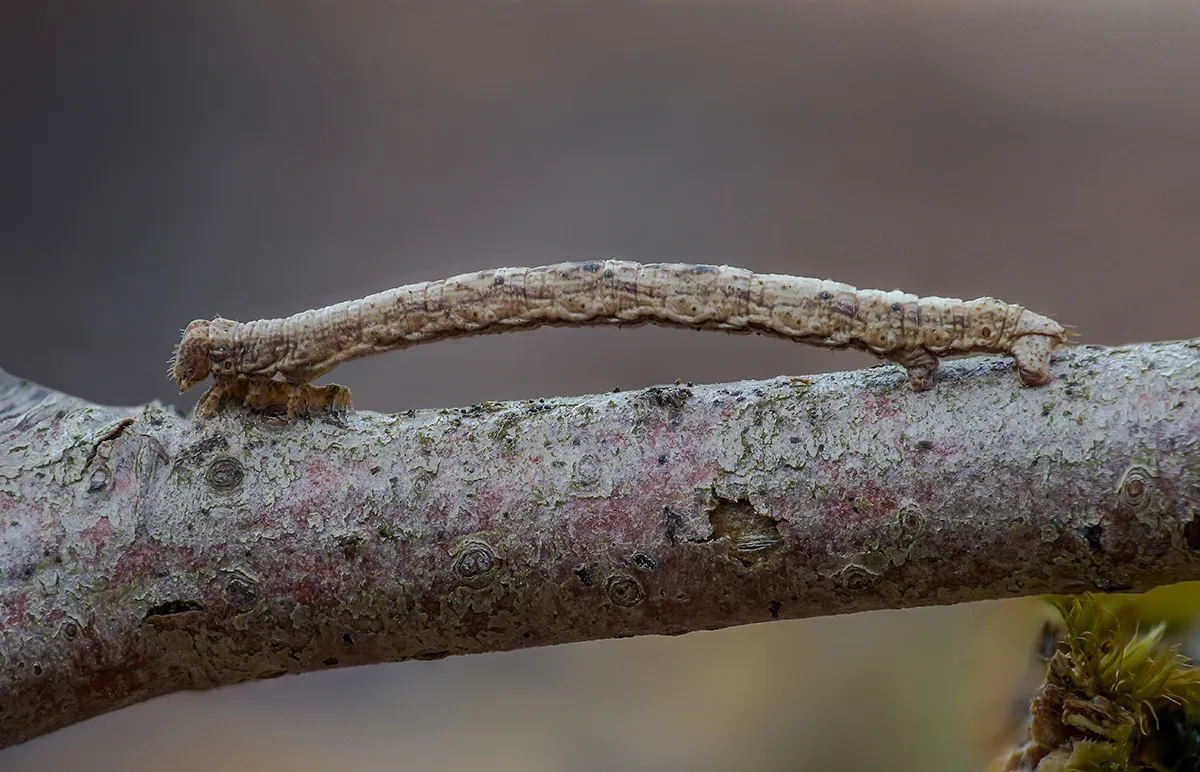 Caterpillars 22