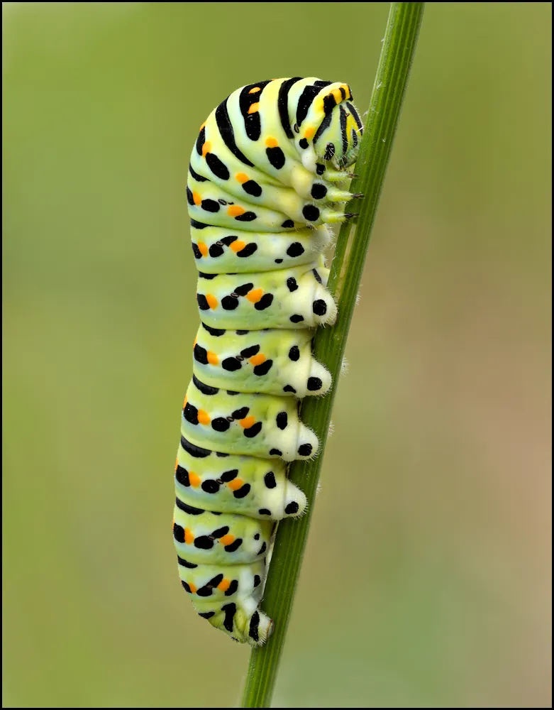 Caterpillars 25