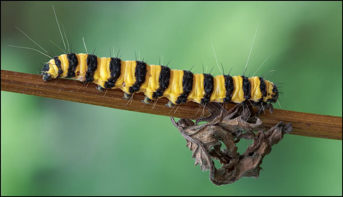 Caterpillars 26