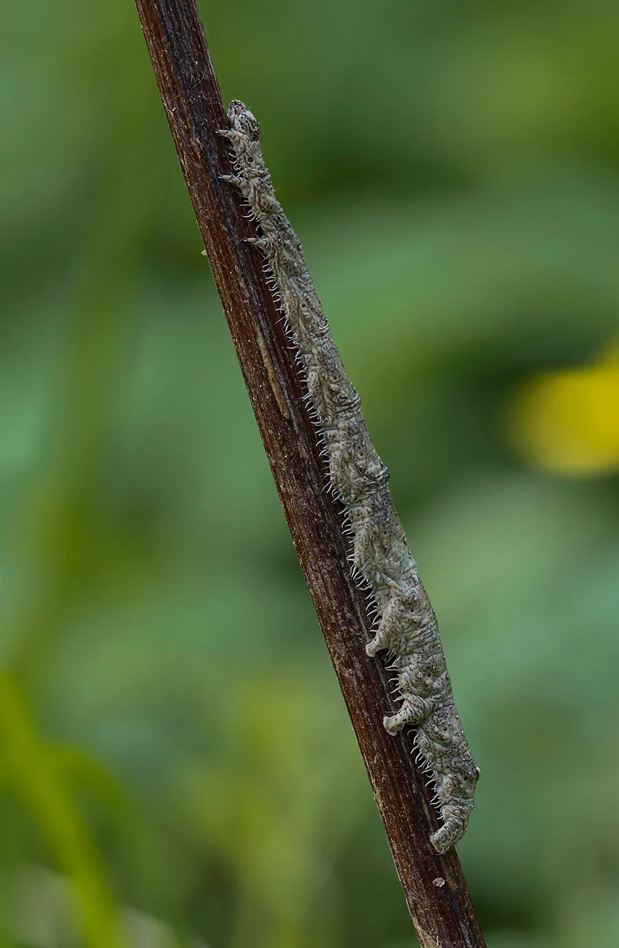 Caterpillars 27