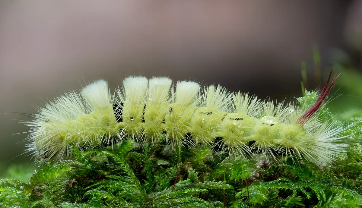 Caterpillars 28
