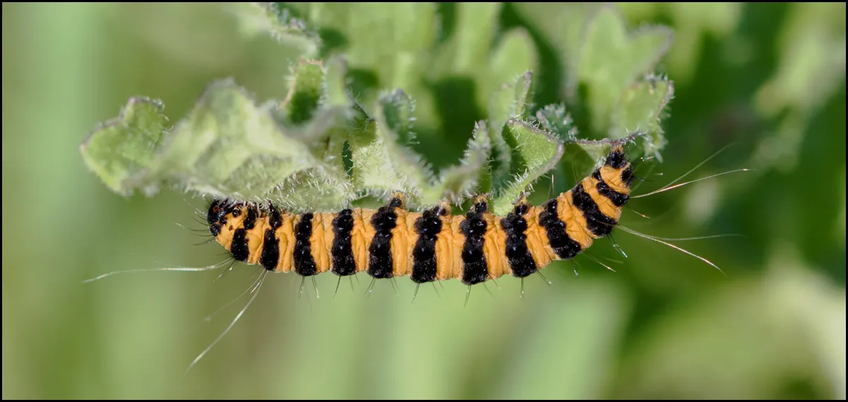 Caterpillars 3