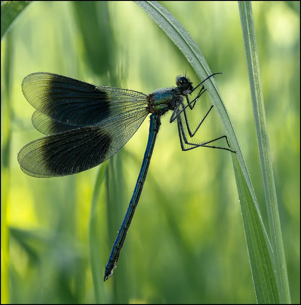 Dragonflies 10