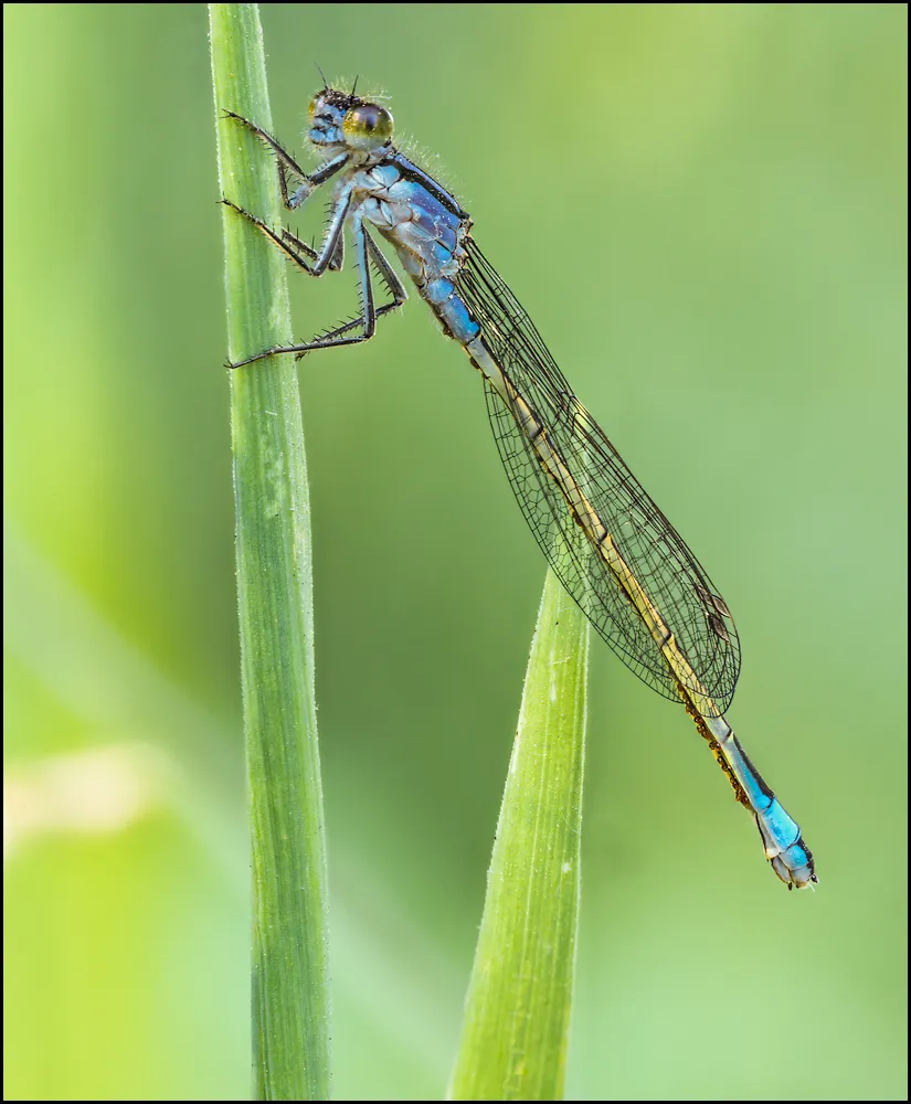 Dragonflies 11