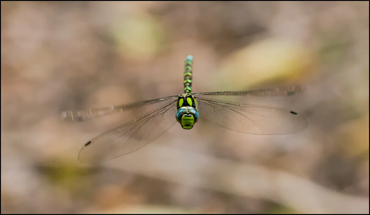 Dragonflies 15