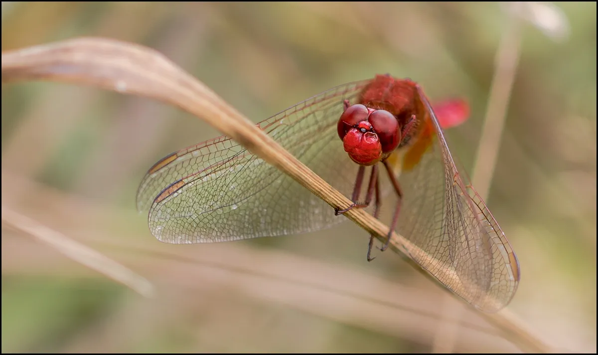 Dragonflies 2