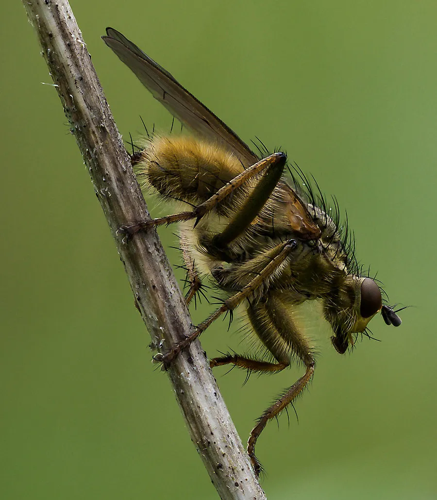 Flies 1