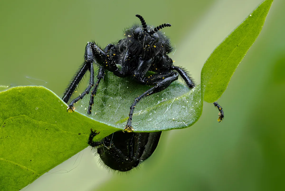 Flies 10