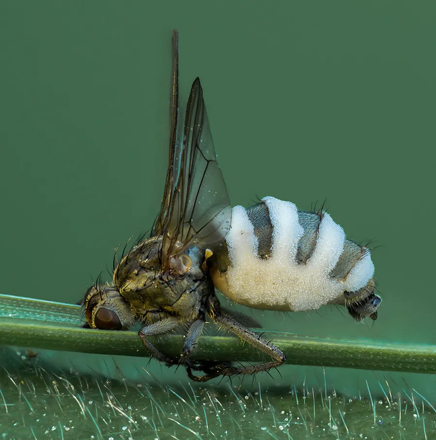 Flies 11