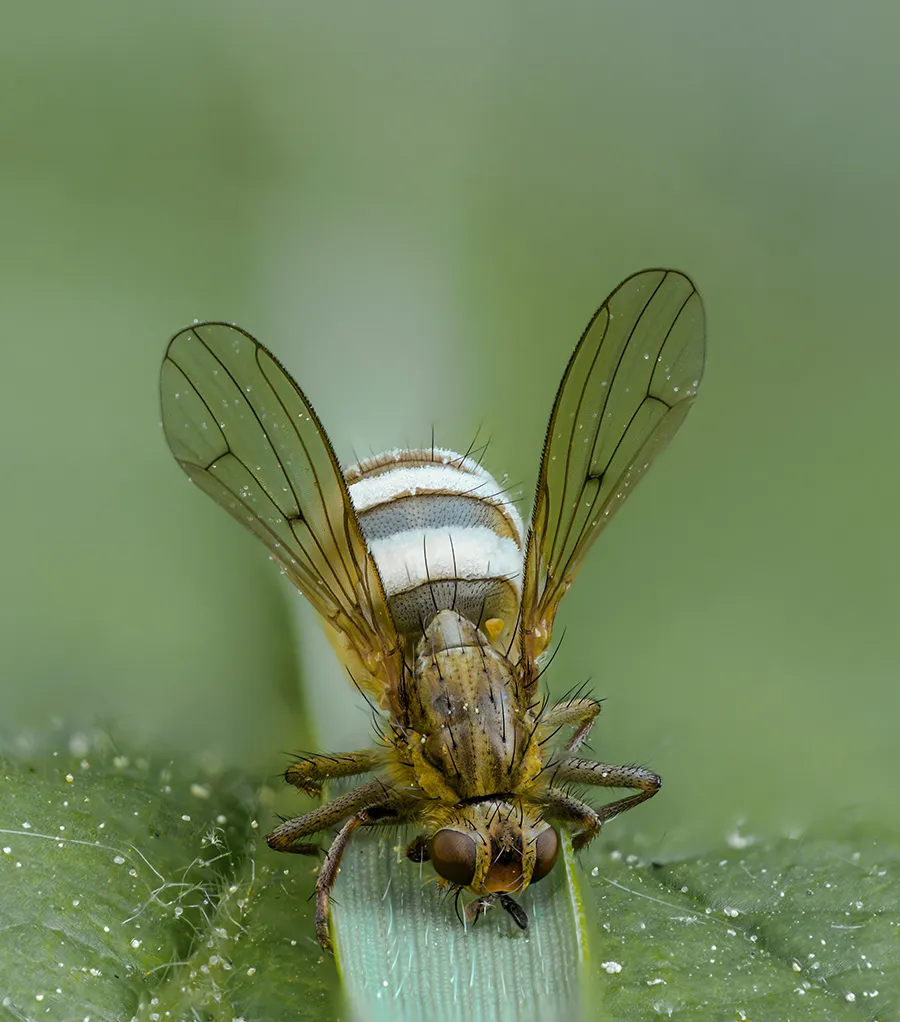 Flies 12