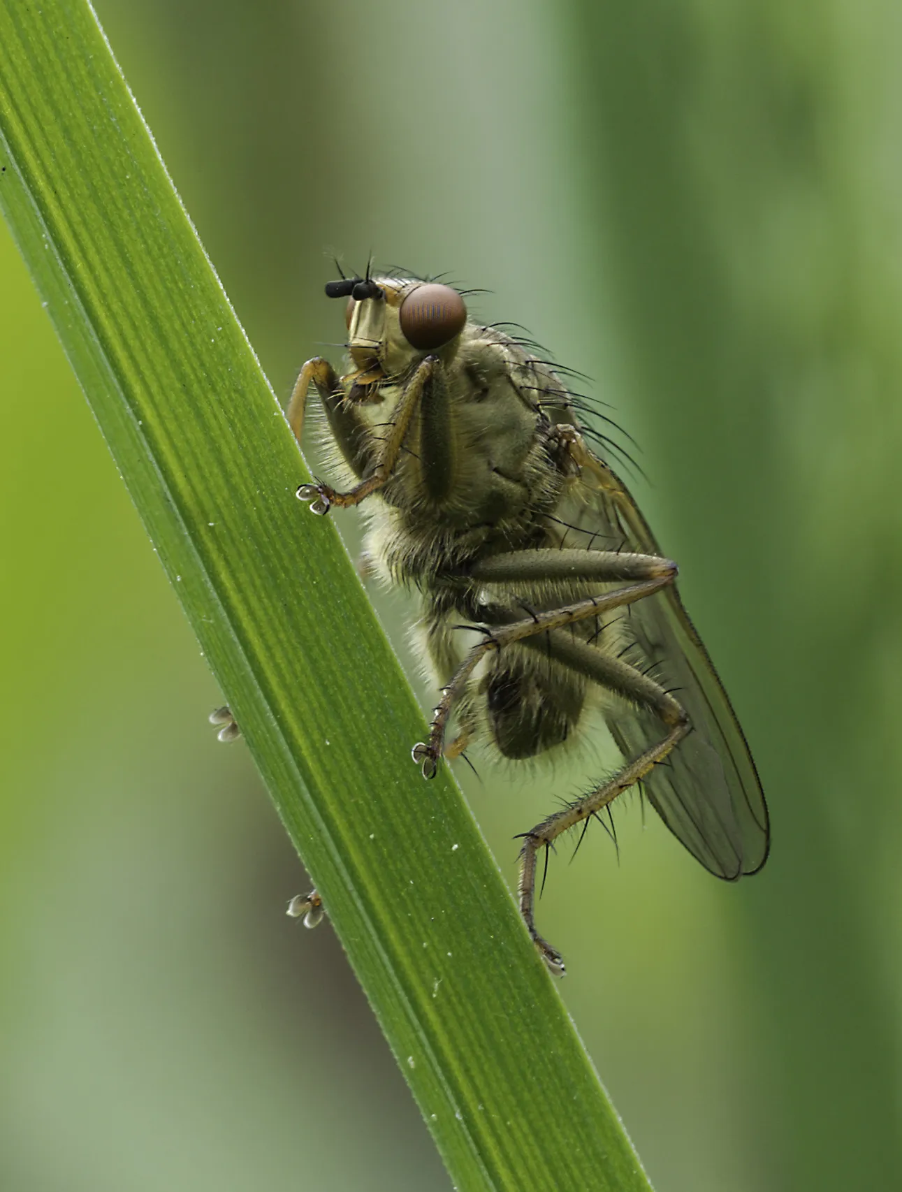 Flies 13
