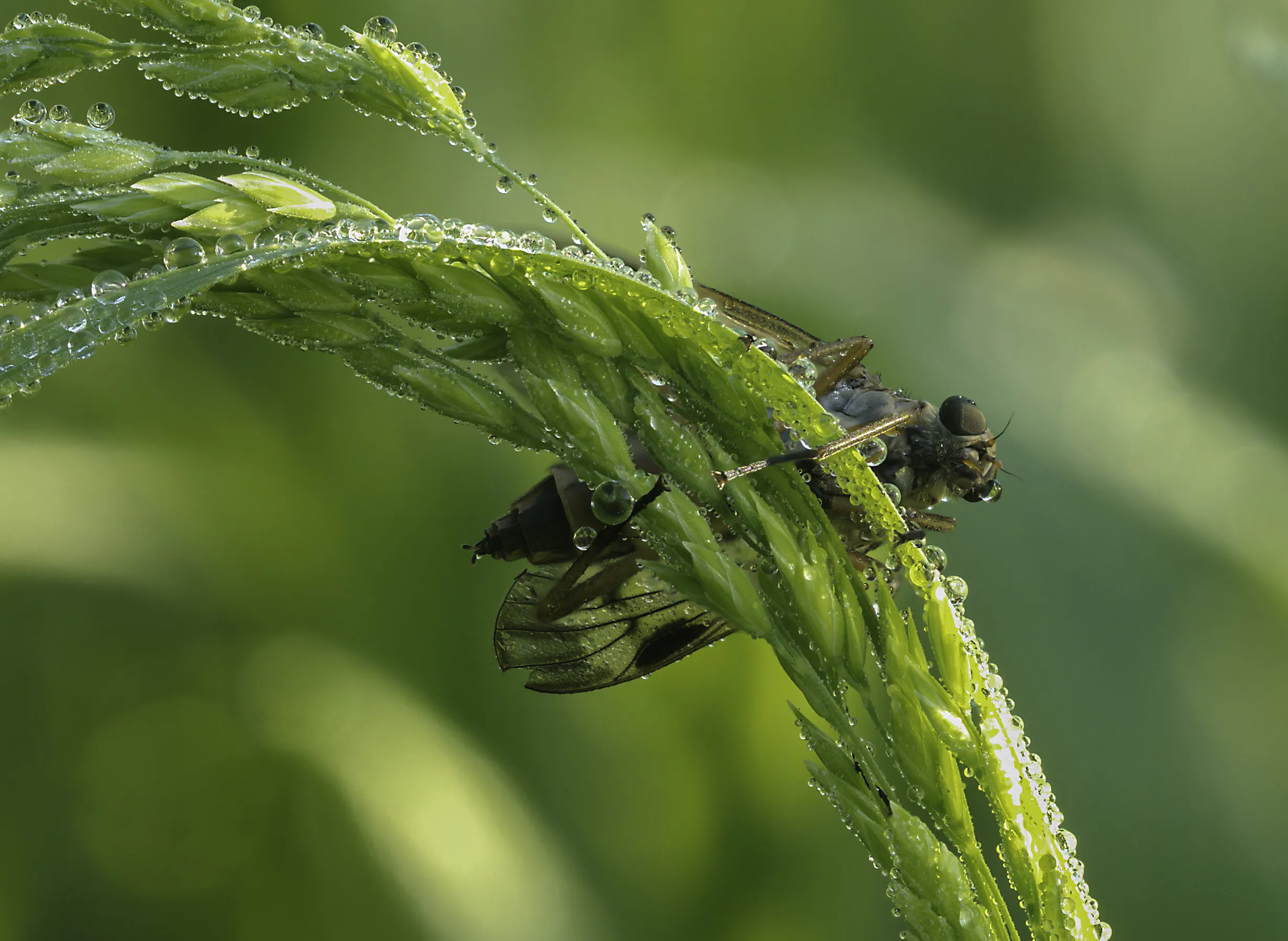 Flies 14