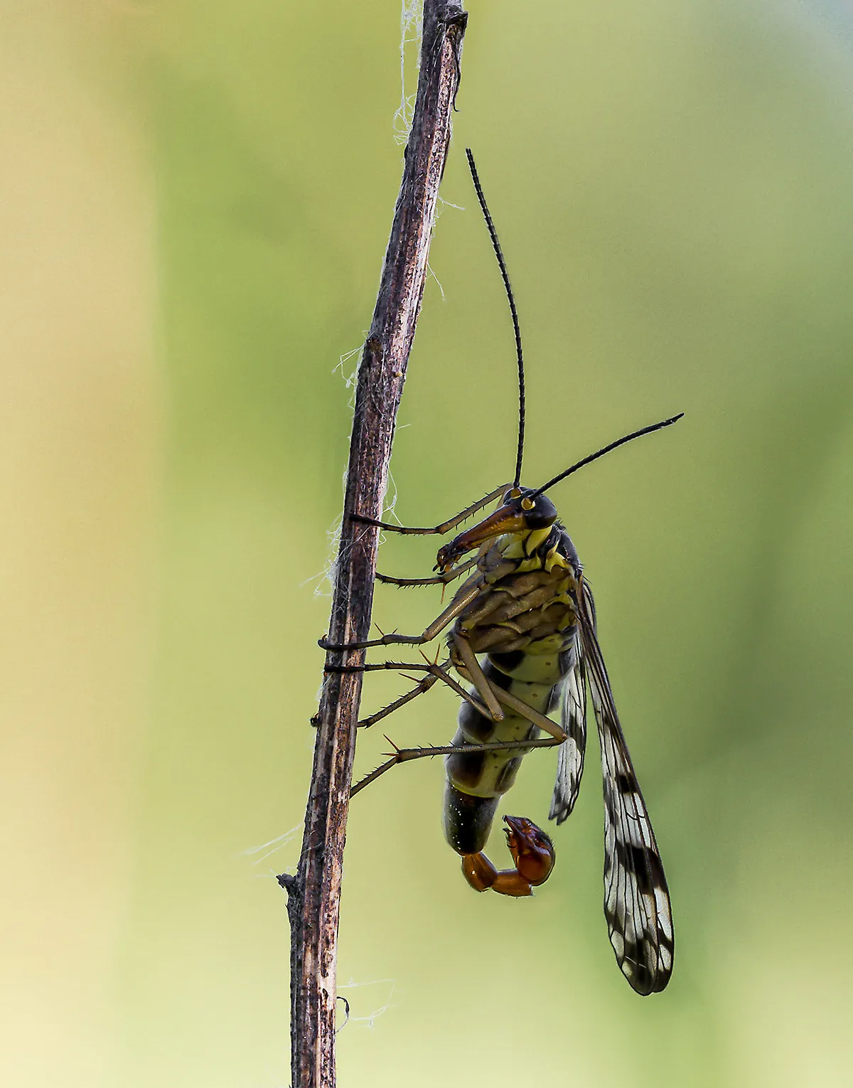 Flies 15