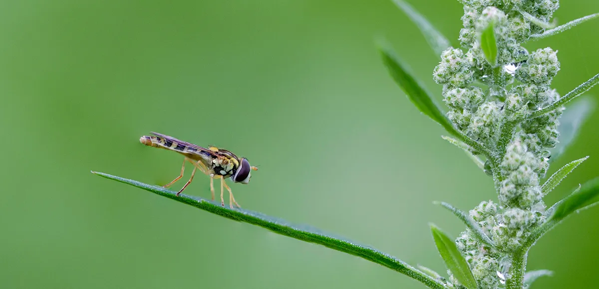 Flies 16