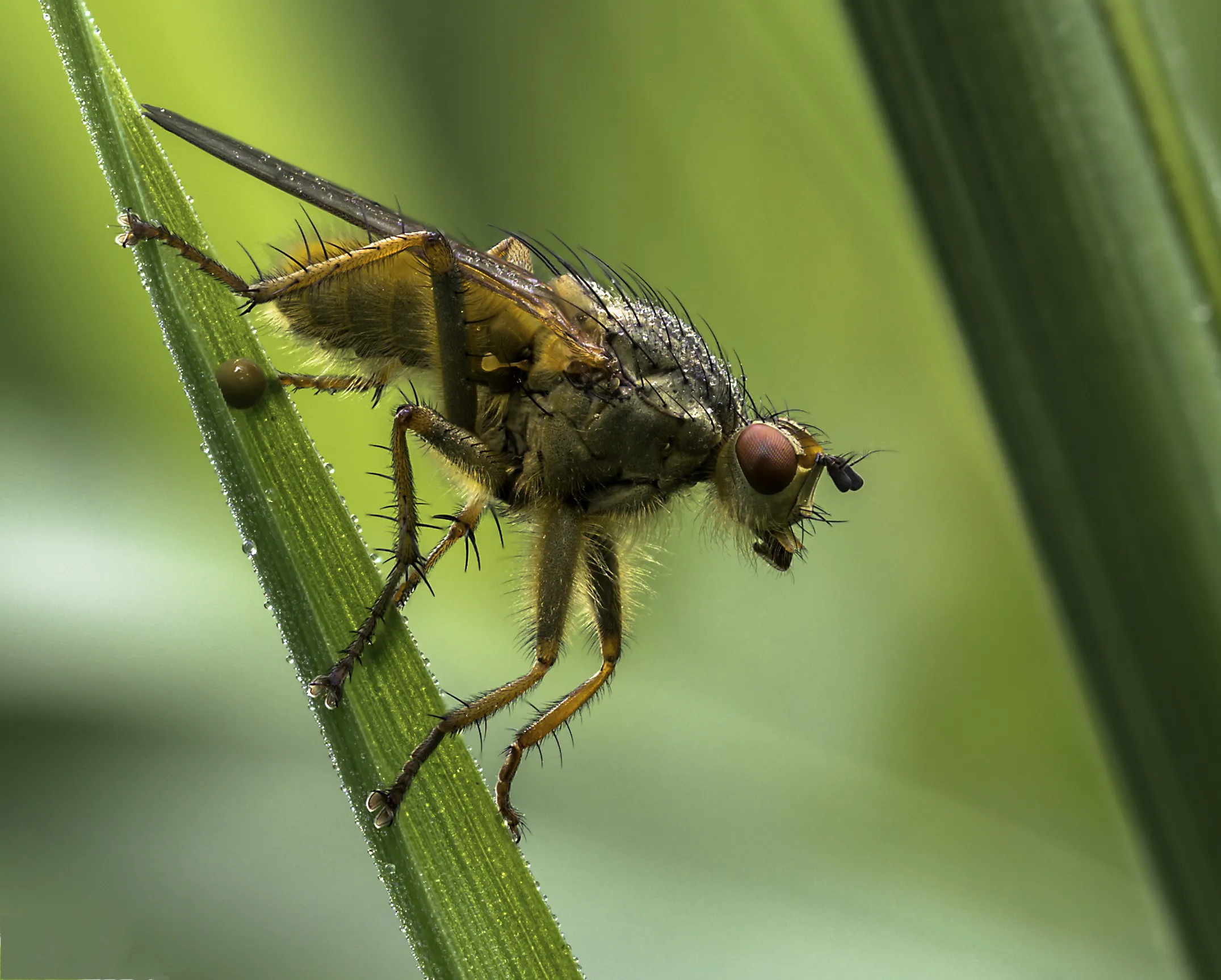 Flies 17