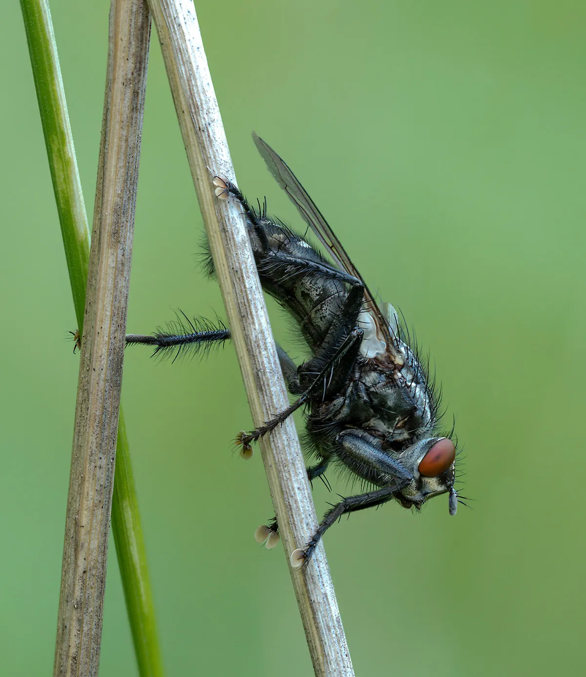 Flies 18