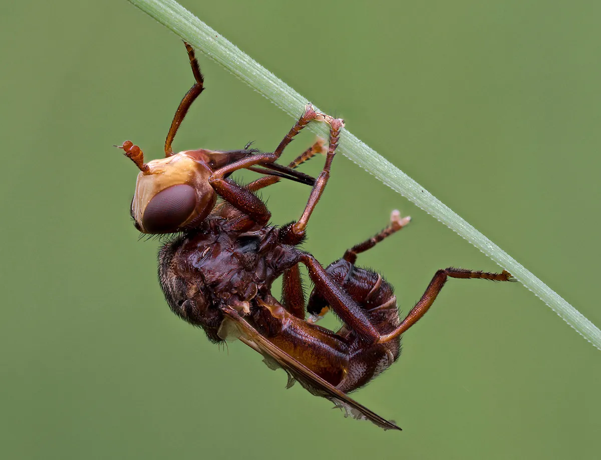 Flies 19