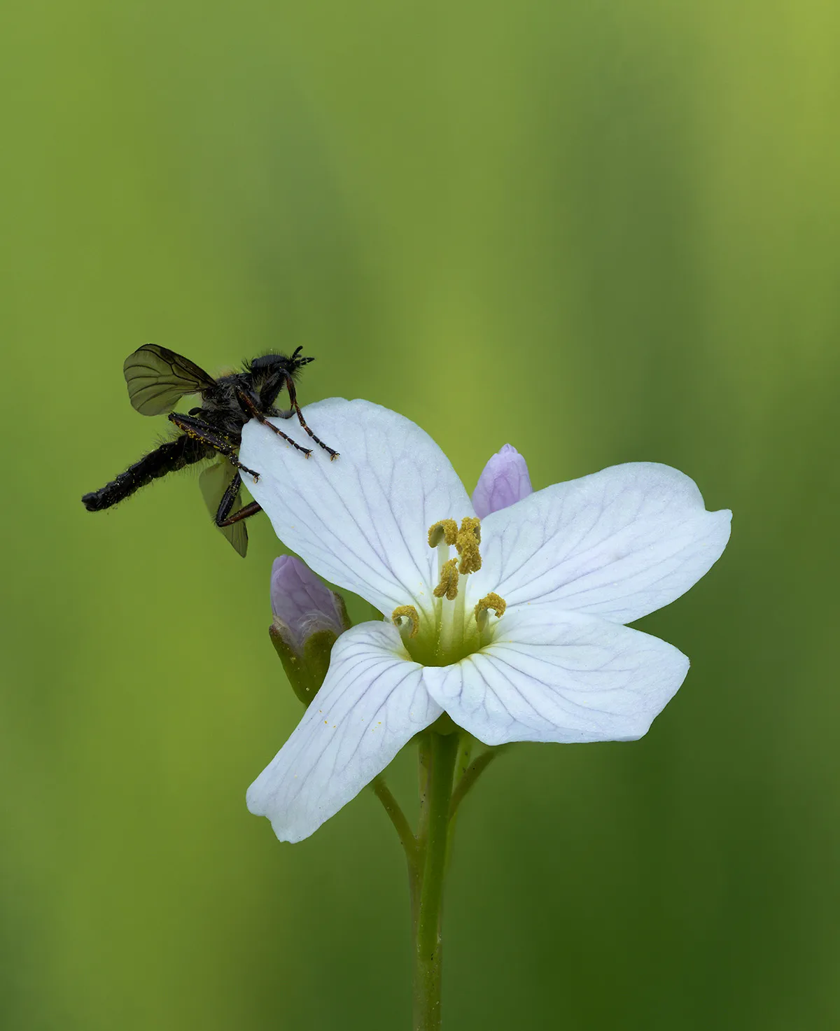 Flies 2