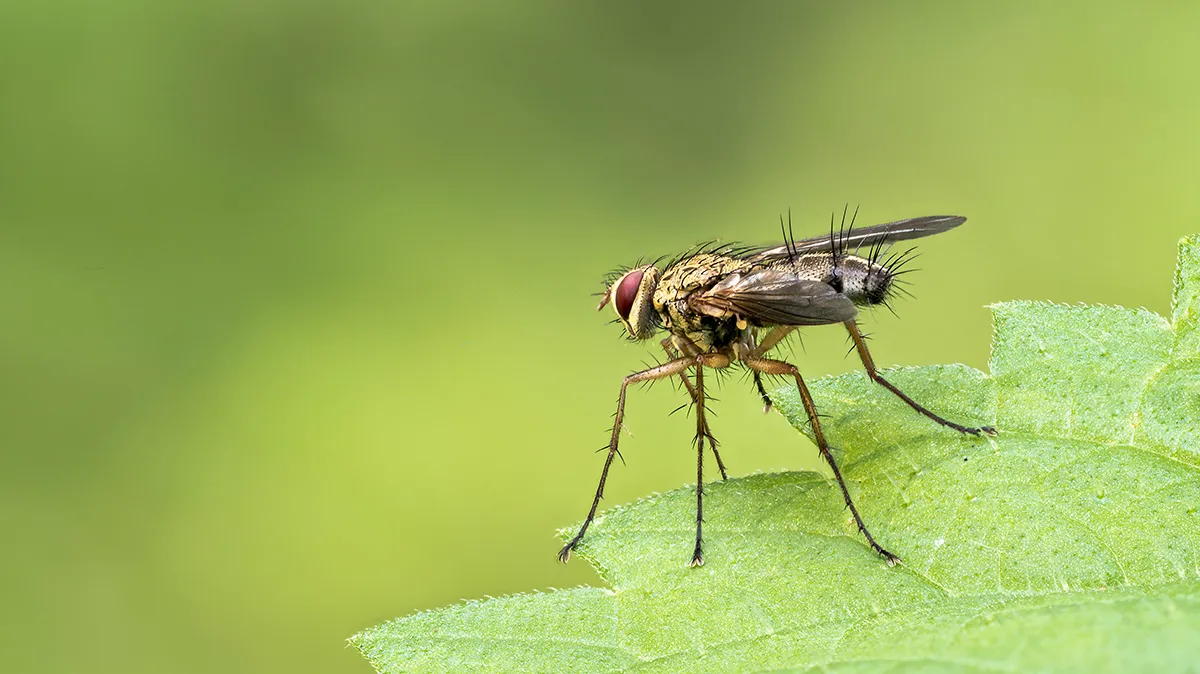 Flies 20